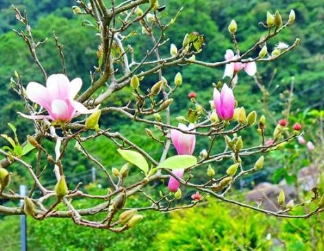 台灣開花樹種 台灣開花樹種
