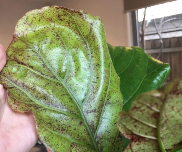 琴葉榕 葉子變黃