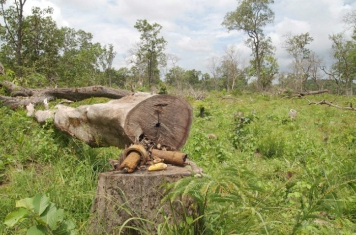 樹木病害診斷 樹木病害診斷