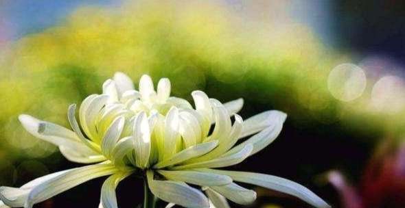 思念家人的花卉