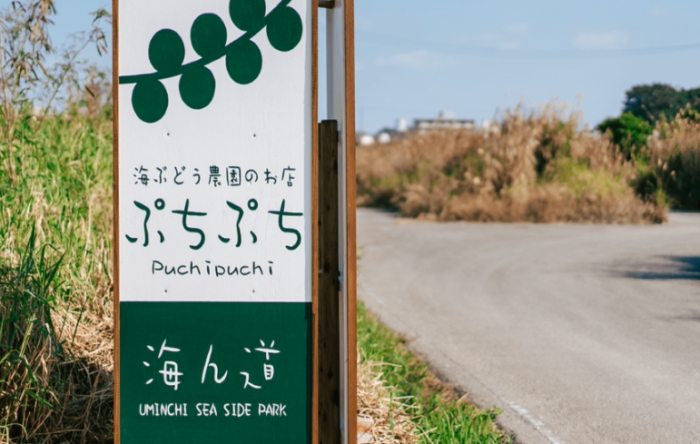 海葡萄採收體驗 海葡萄採收體驗