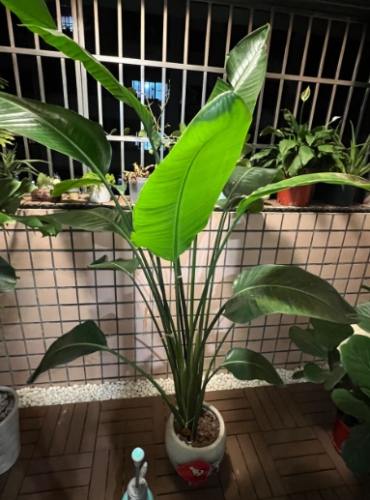 天堂鳥葉子修復方法 天堂鳥葉子修復方法