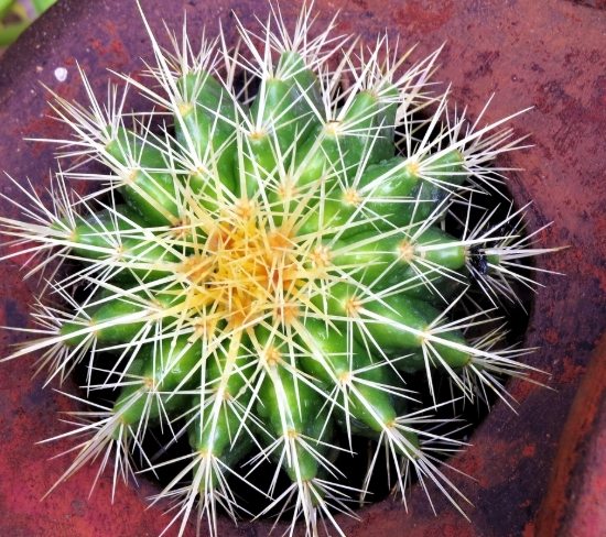 仙人掌乾掉處理 仙人掌乾掉處理