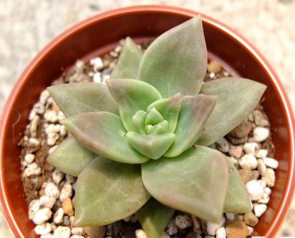 多肉植物繁殖 多肉植物繁殖