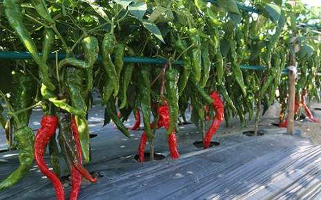 携带辣椒出国规定