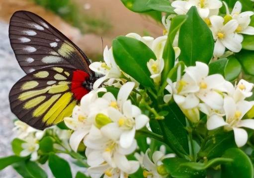 植物心理测验 植物心理测验