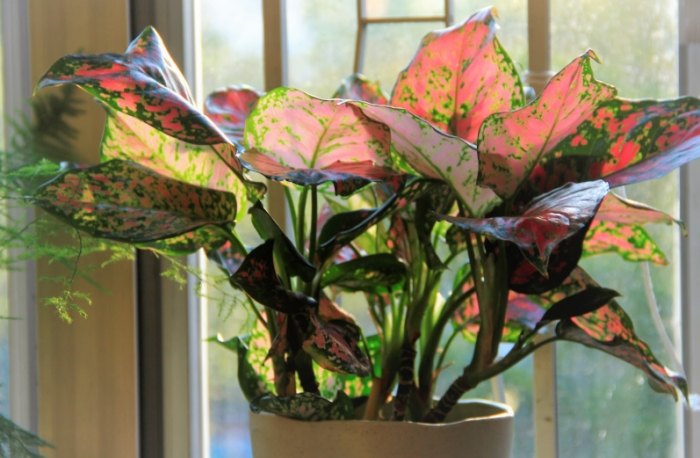 萬年青澆水 萬年青澆水