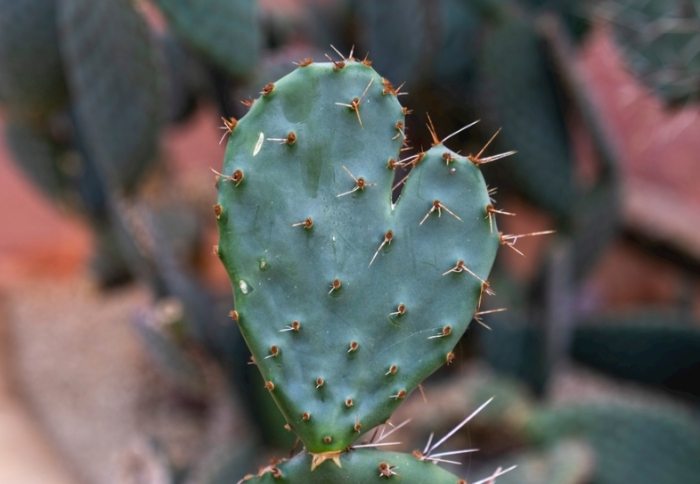 多肉植物養護 多肉植物養護