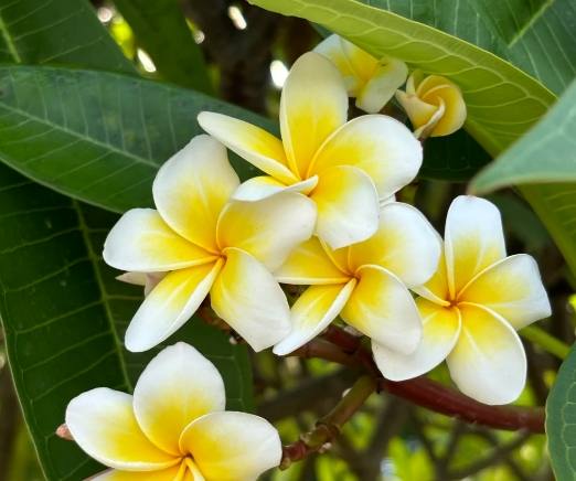 雞蛋花澆水錯誤