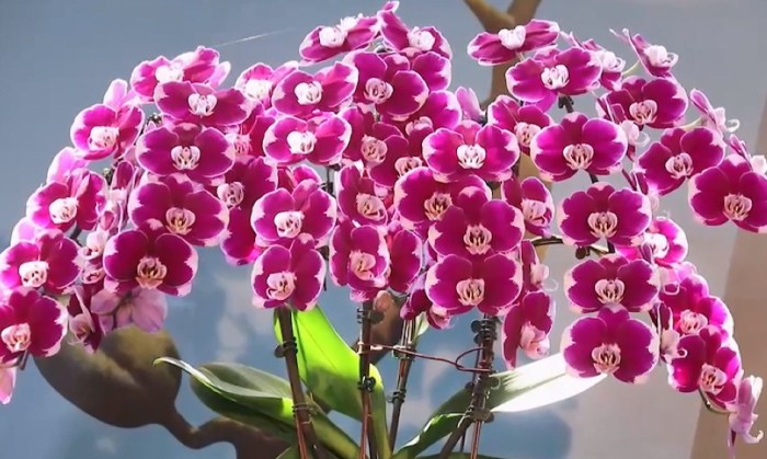 蘭花營養液推薦 蘭花營養液推薦