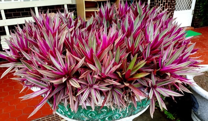 彩葉蚌蘭照顧 彩葉蚌蘭照顧