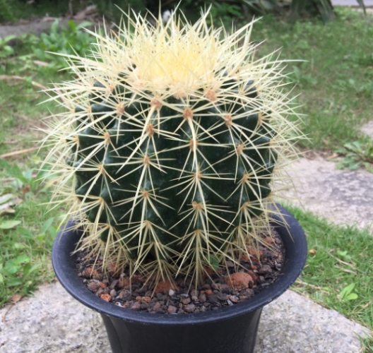 仙人掌土壤配方