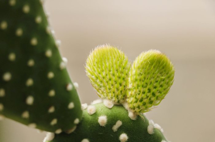 仙人掌花苞掉落 仙人掌花苞掉落
