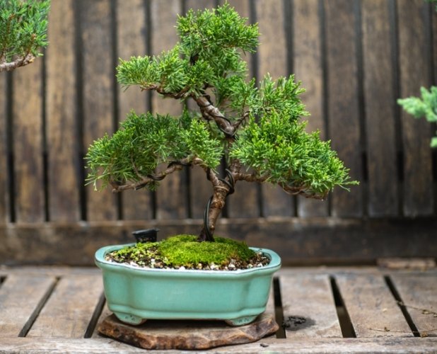 台灣盆景植物 台灣盆景植物