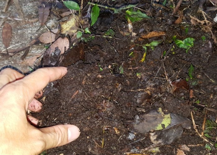 有機培養土用法 有機培養土用法