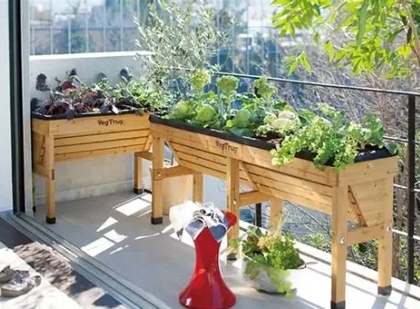 陽台蔬菜種植