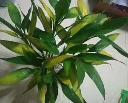 富貴竹黃葉處理 富貴竹黃葉處理