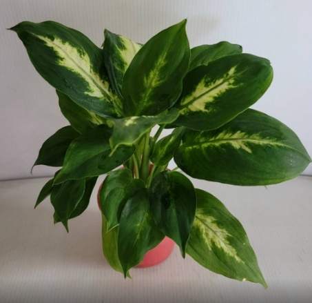 白玉黛粉葉養護 白玉黛粉葉養護