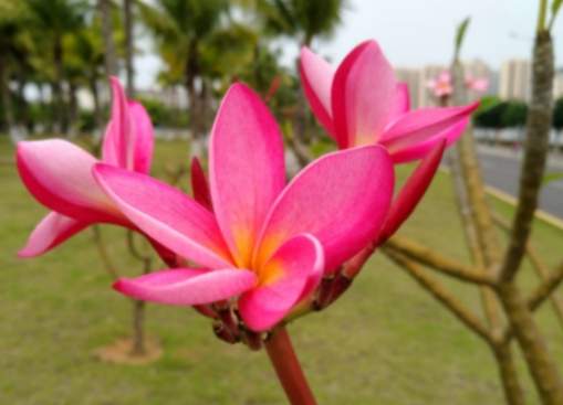 五瓣花圖鑑 五瓣花圖鑑