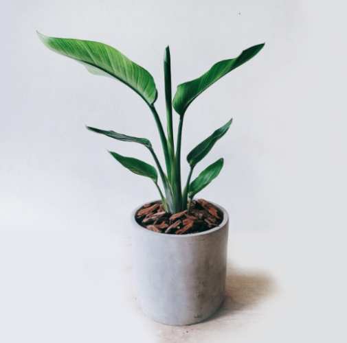 天堂鳥葉子折斷原因 天堂鳥葉子折斷原因