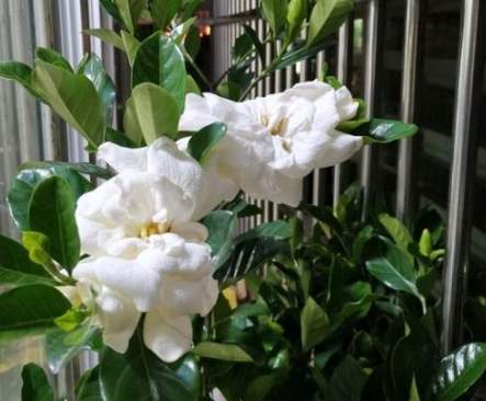 梔子花養護技巧