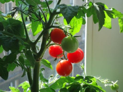 蕃茄種植時間 蕃茄種植時間