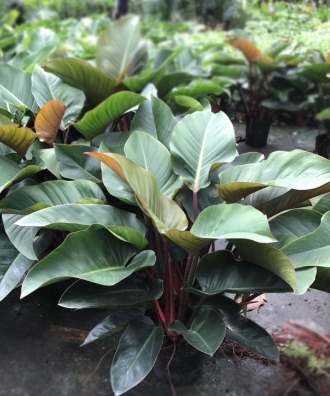 紅鑽蔓綠絨繁殖