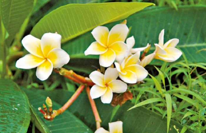 植物銹病治療 植物銹病治療