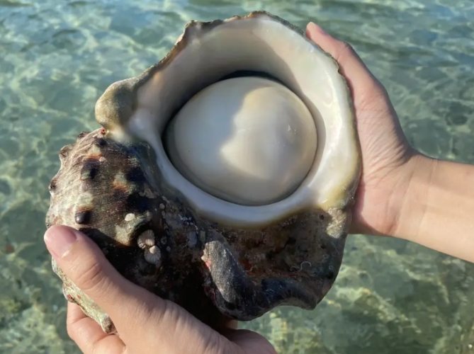 夜光貝市場行情