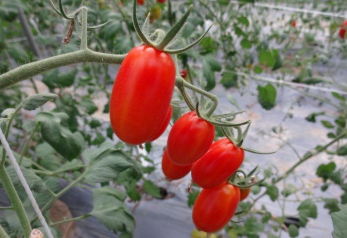 番茄長太高解決方法