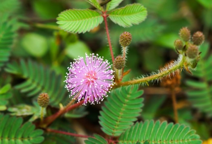 含羞草貓中毒 含羞草貓中毒