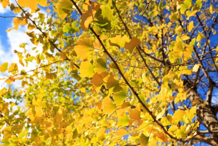 銀杏栽培步驟 銀杏栽培步驟
