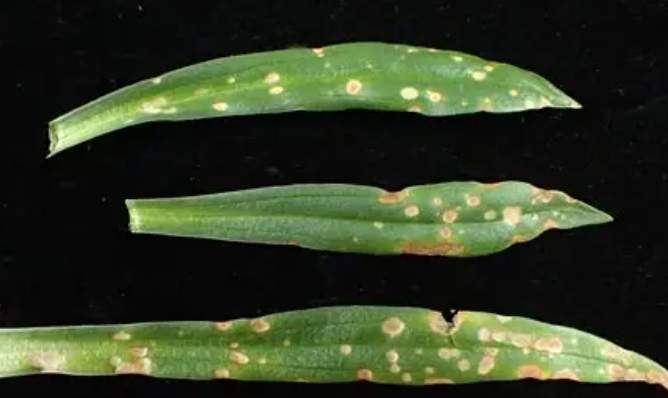 葉尖褐化原因 葉尖褐化原因