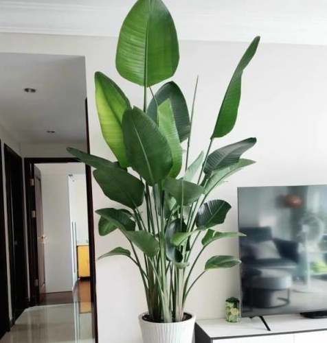 室内观叶植物 室内观叶植物