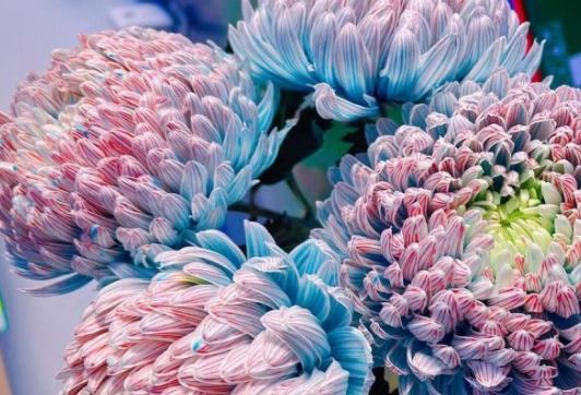 牡丹菊養護技巧 牡丹菊養護技巧