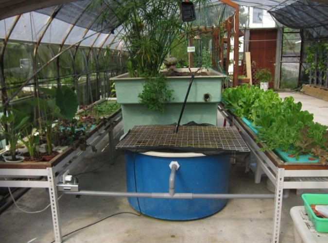 魚菜共生系統維護