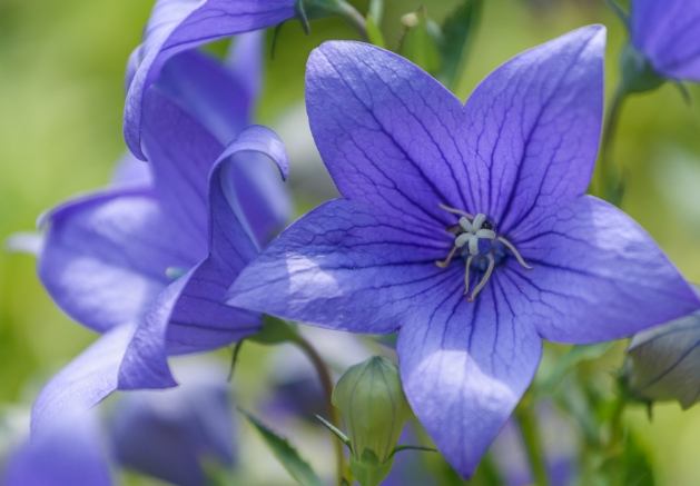 桔梗紫色 心理效應