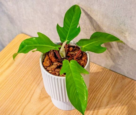 室內植物龍爪蔓綠絨