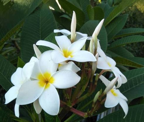 鸡蛋花修剪时间 鸡蛋花修剪时间