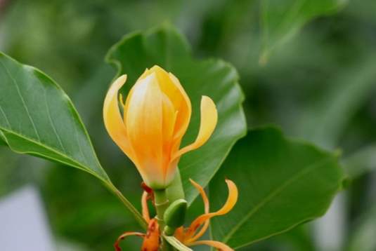 黃玉蘭精油用法 黃玉蘭精油用法