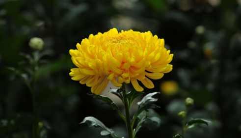 菊花養護技巧 菊花養護技巧