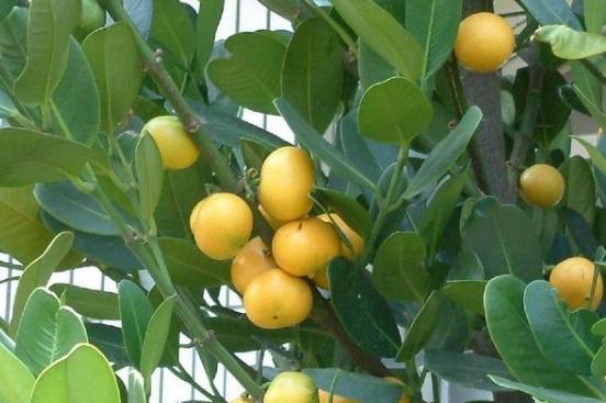 福木果實誤食處理 福木果實誤食處理