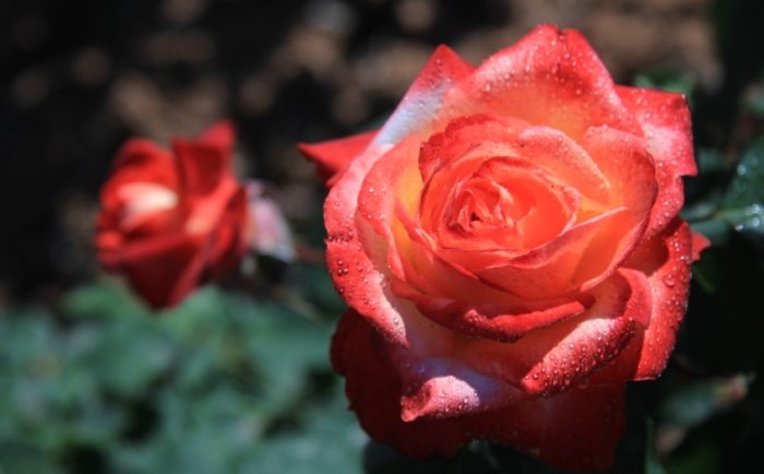 玫瑰葉子黃斑 玫瑰葉子黃斑