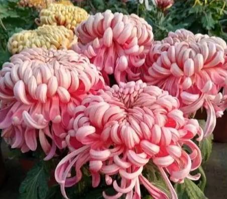 菊花開花季節 菊花開花季節