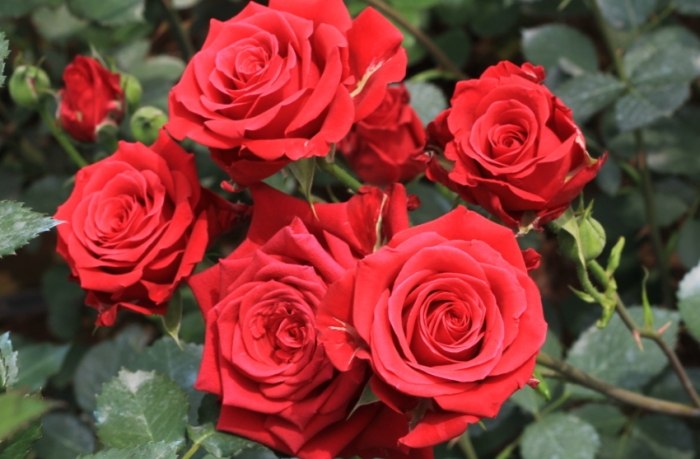 玫瑰黑斑病 玫瑰黑斑病