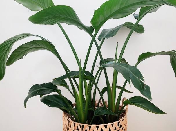 天堂鳥養護方法