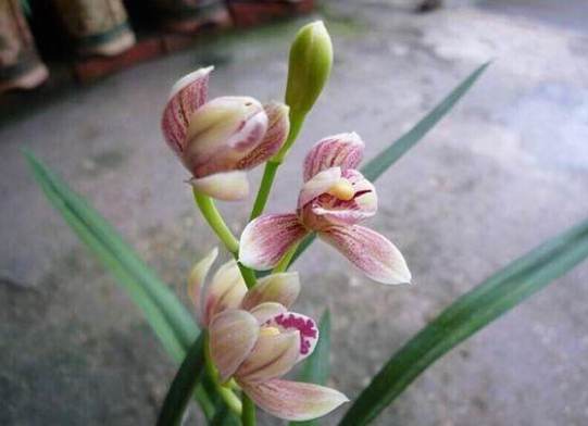 蘭花澆水 蘭花澆水