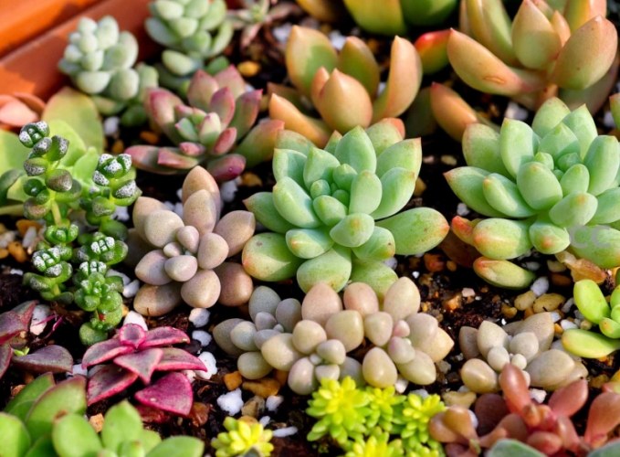 多肉植物配土