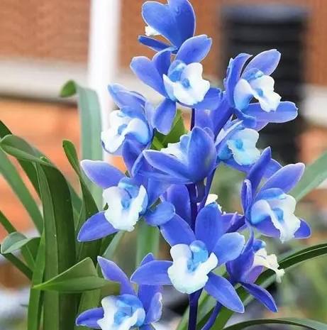 蘭花養護技巧 蘭花養護技巧