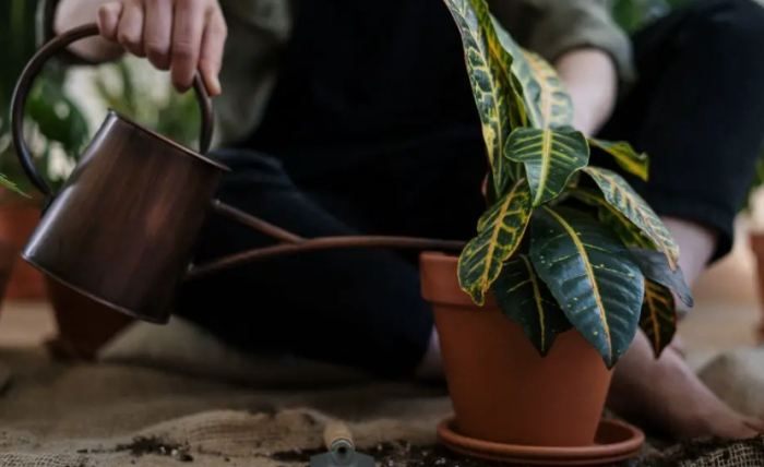 大盆栽澆水方法